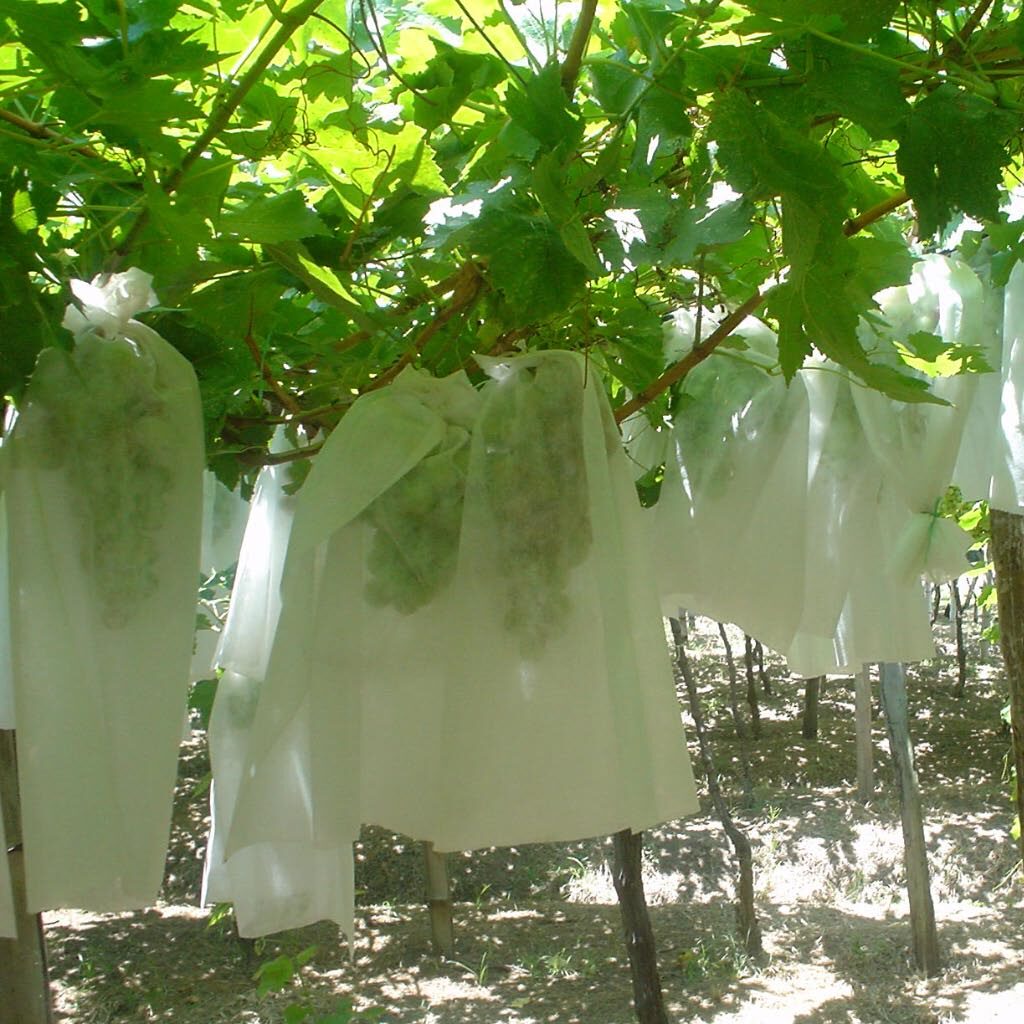 Bolsa de protección de frutos